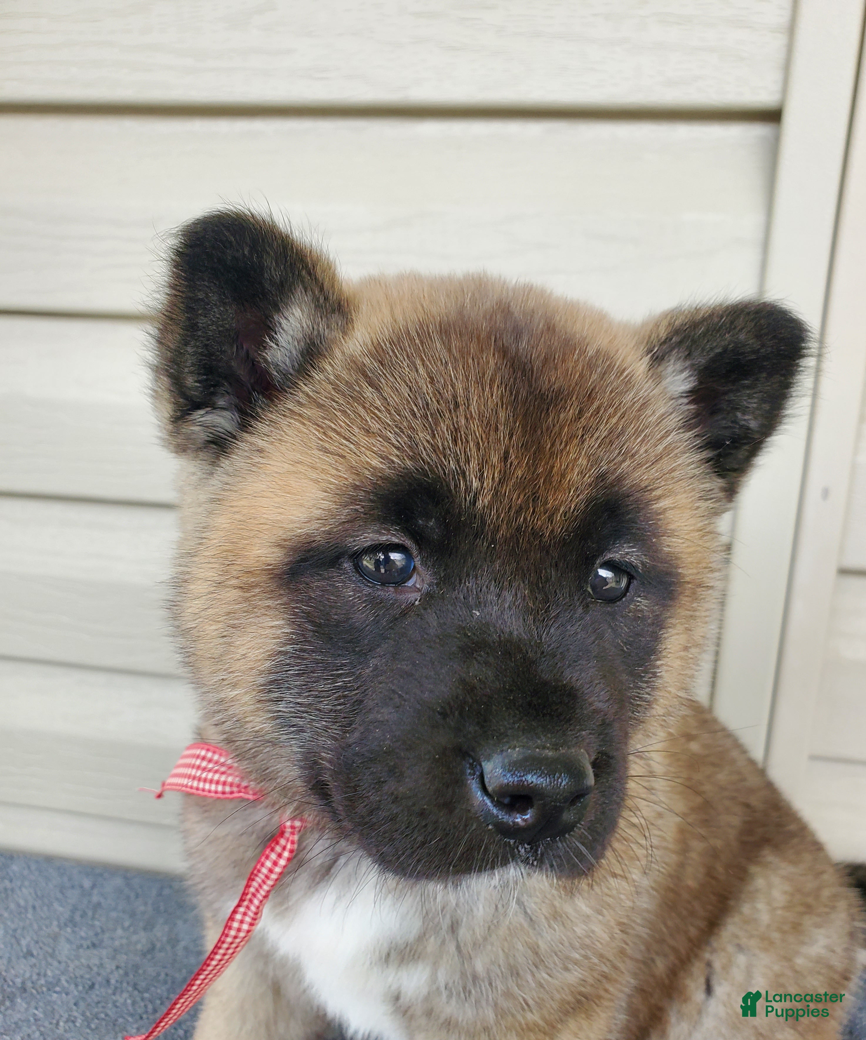 Akita dogs Willow - Ad 2
