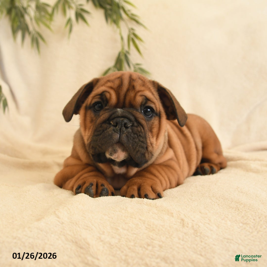 English Bulldog dogs for sale: Bonnie - Ad 3