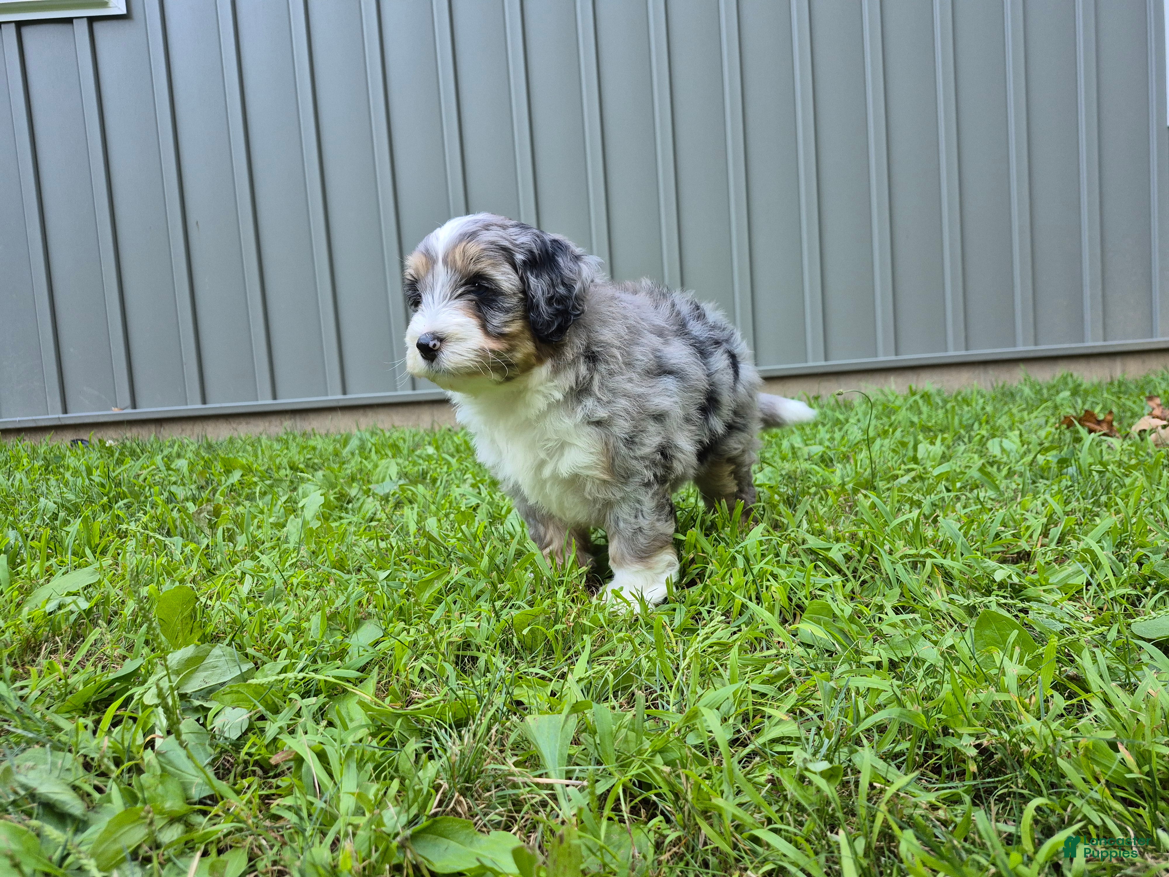 Bernedoodle dogs Max - Ad 1