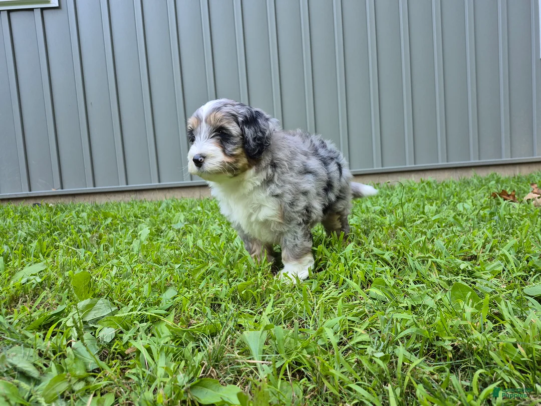Bernedoodle dogs for sale: Max - Ad 1