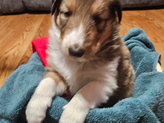 Collie dogs Collie Puppy 4 Romeo - Ad 4