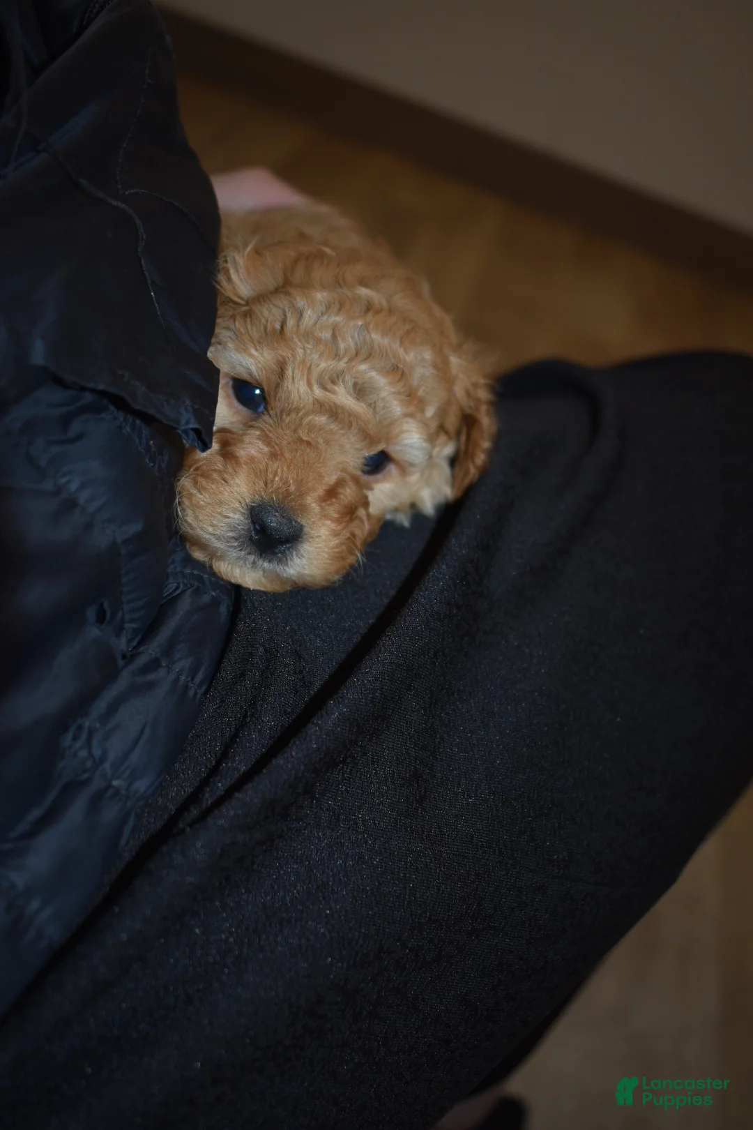 Mini Goldendoodle dogs for sale: Reed - Ad 6