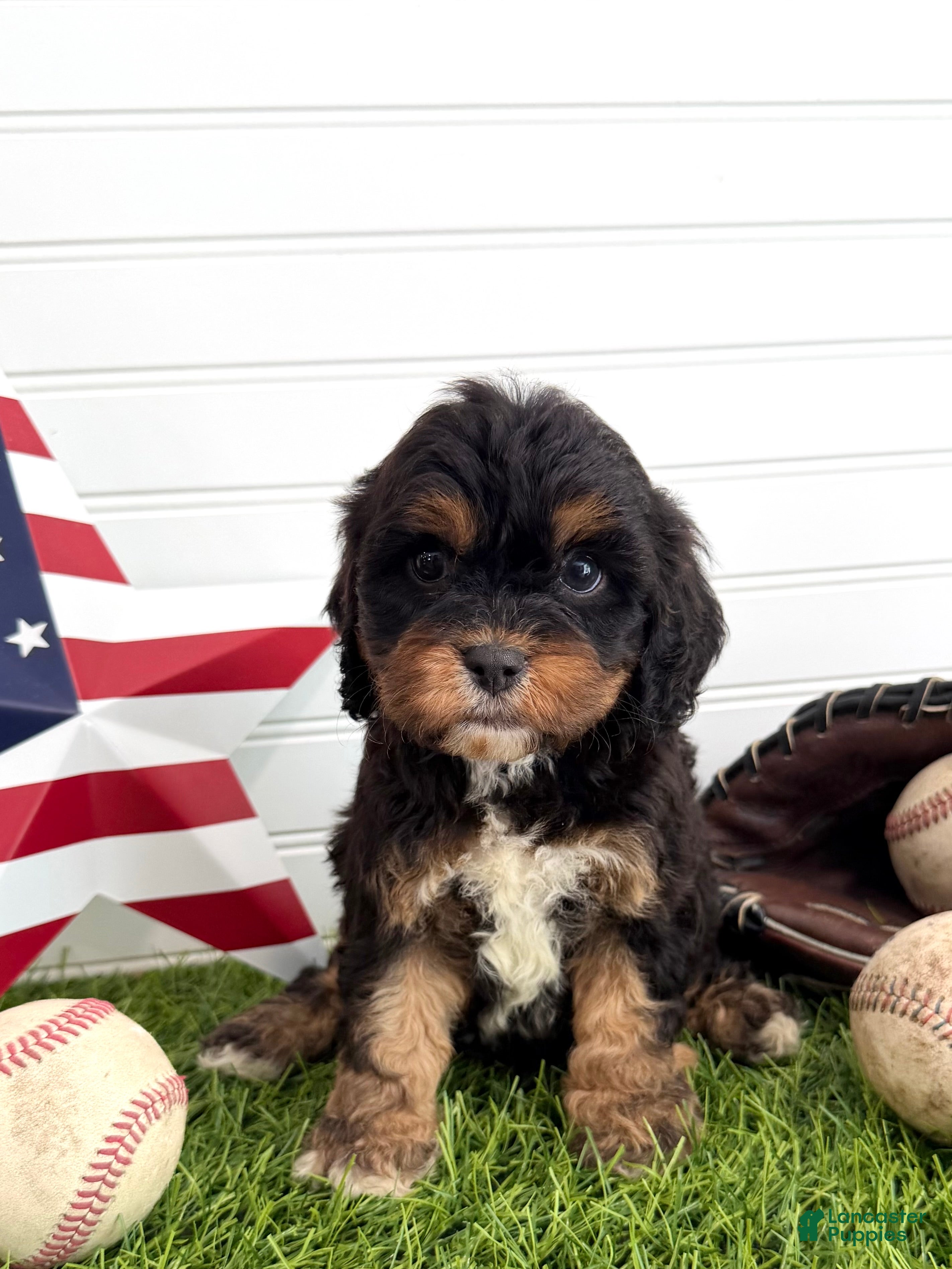 Cavapoo dogs Boomer - Ad 2