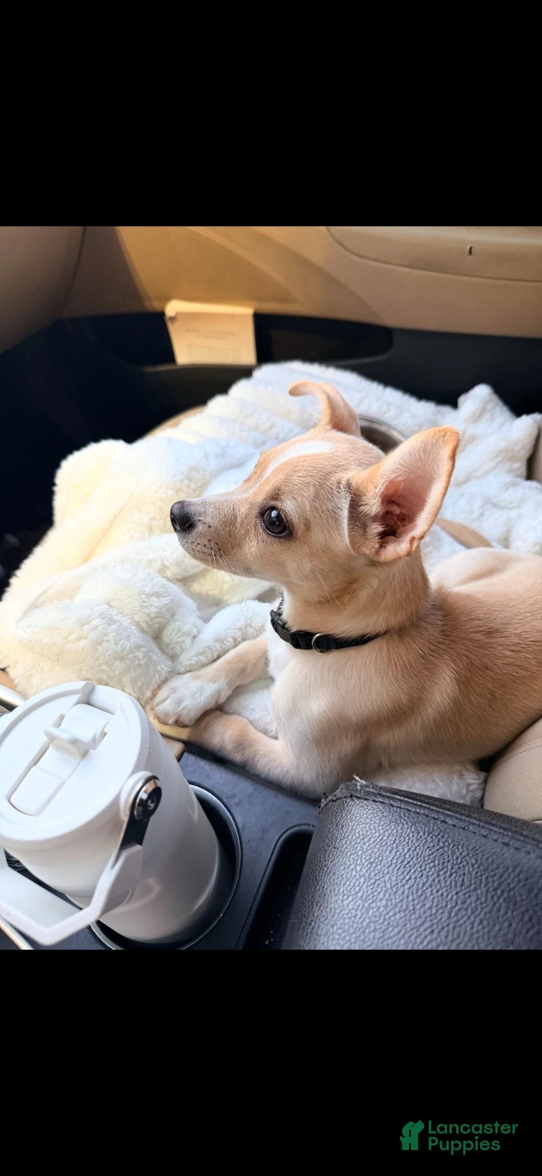 Chihuahua dogs for sale: Chopper - Ad 2
