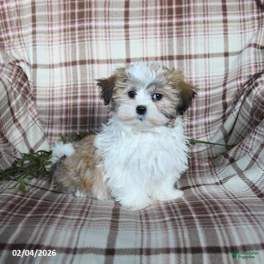 Malshi dogs Sydney - Ad 2