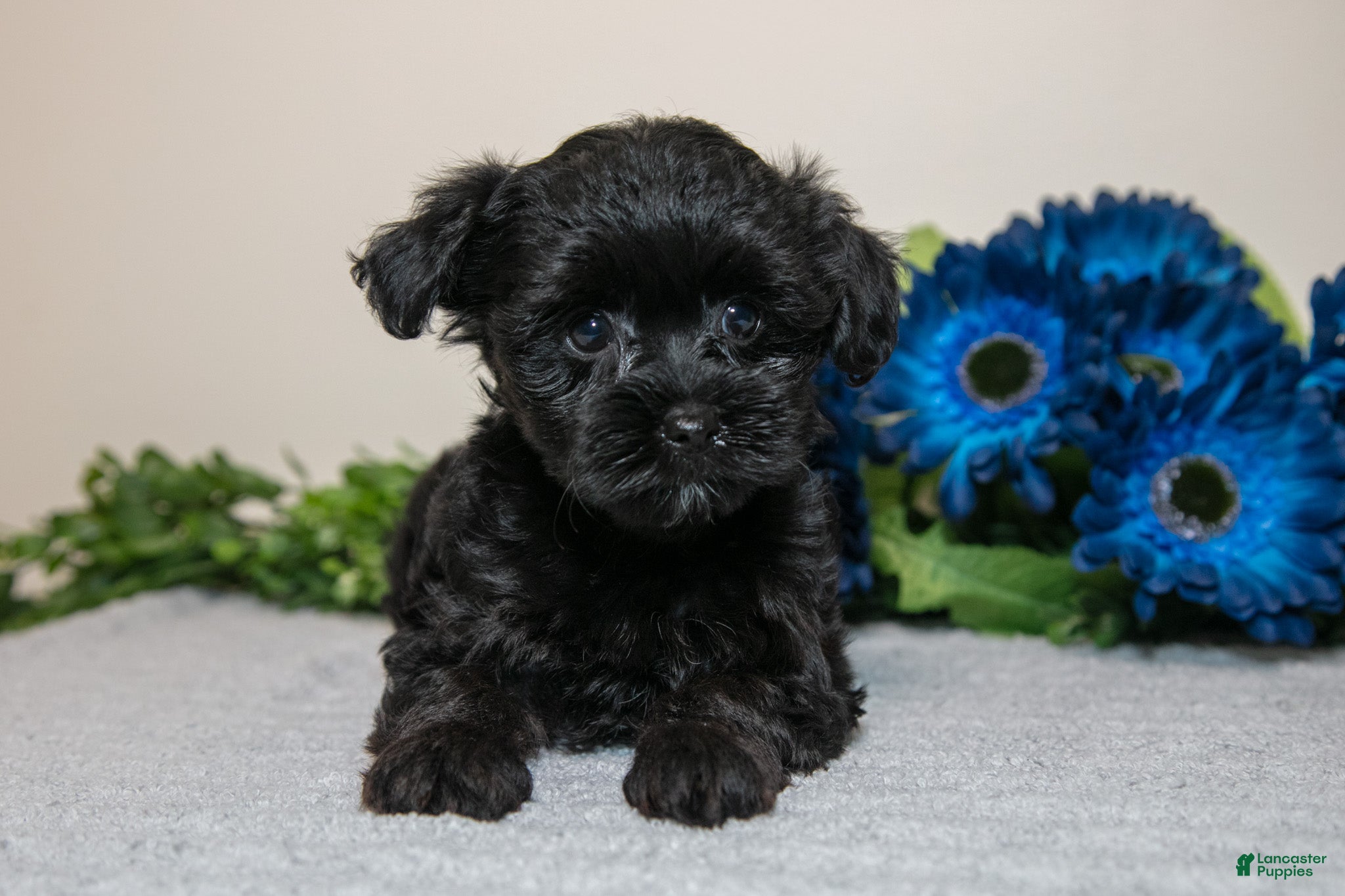 Yorkiepoo dogs Daisy - Ad 1