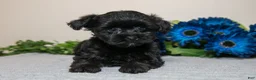 Yorkiepoo dogs for sale: Daisy - Ad 1