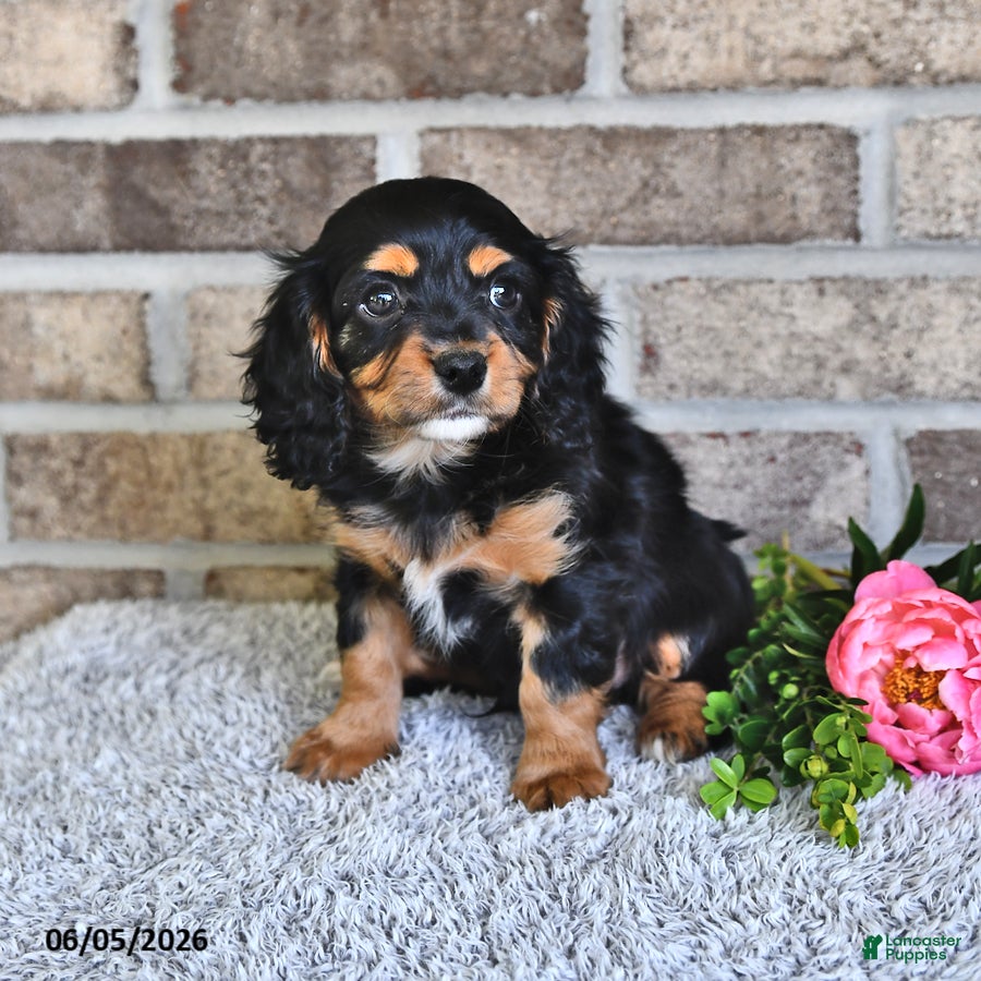 Cavachon dogs Benji - Ad 2