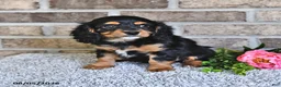 Cavachon dogs for sale: Benji - Ad 2