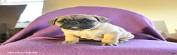 Frug dogs for sale: Trixie - Ad 4