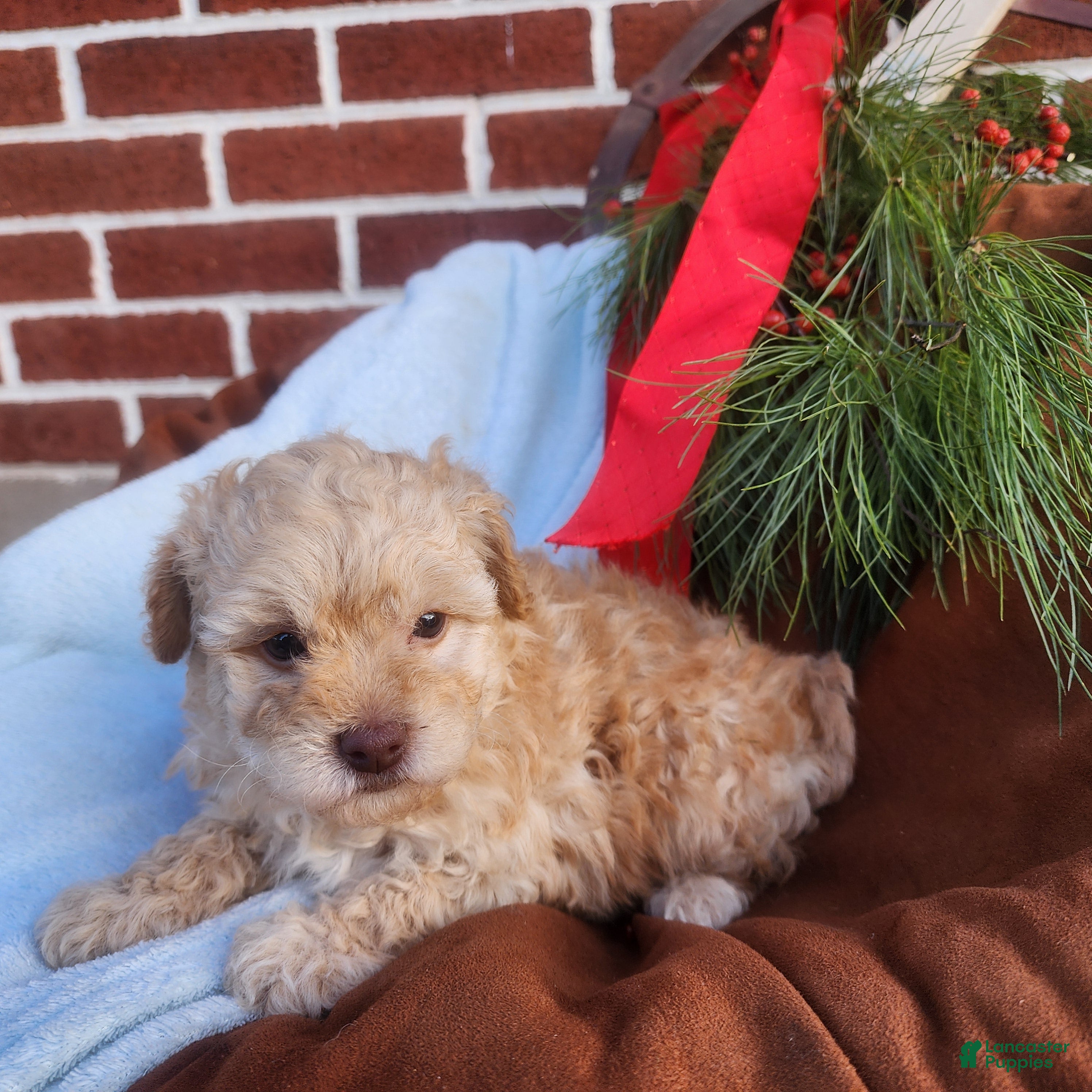 Pomapoo dogs Charlie  - Ad 2