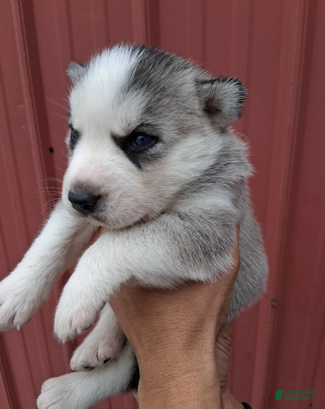 Siberian Husky dogs for sale: Daisy  - Ad 1