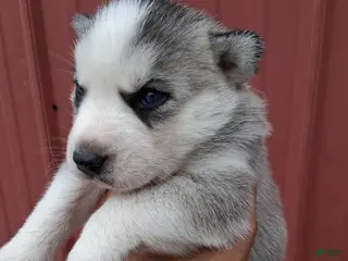 Siberian Husky dogs for sale: Daisy - Ad 3