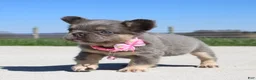 French Bulldog dogs for sale: Miss Tiny - Ad 4