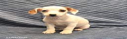 Jack Russell Terrier dogs for sale: Alta - Ad 1