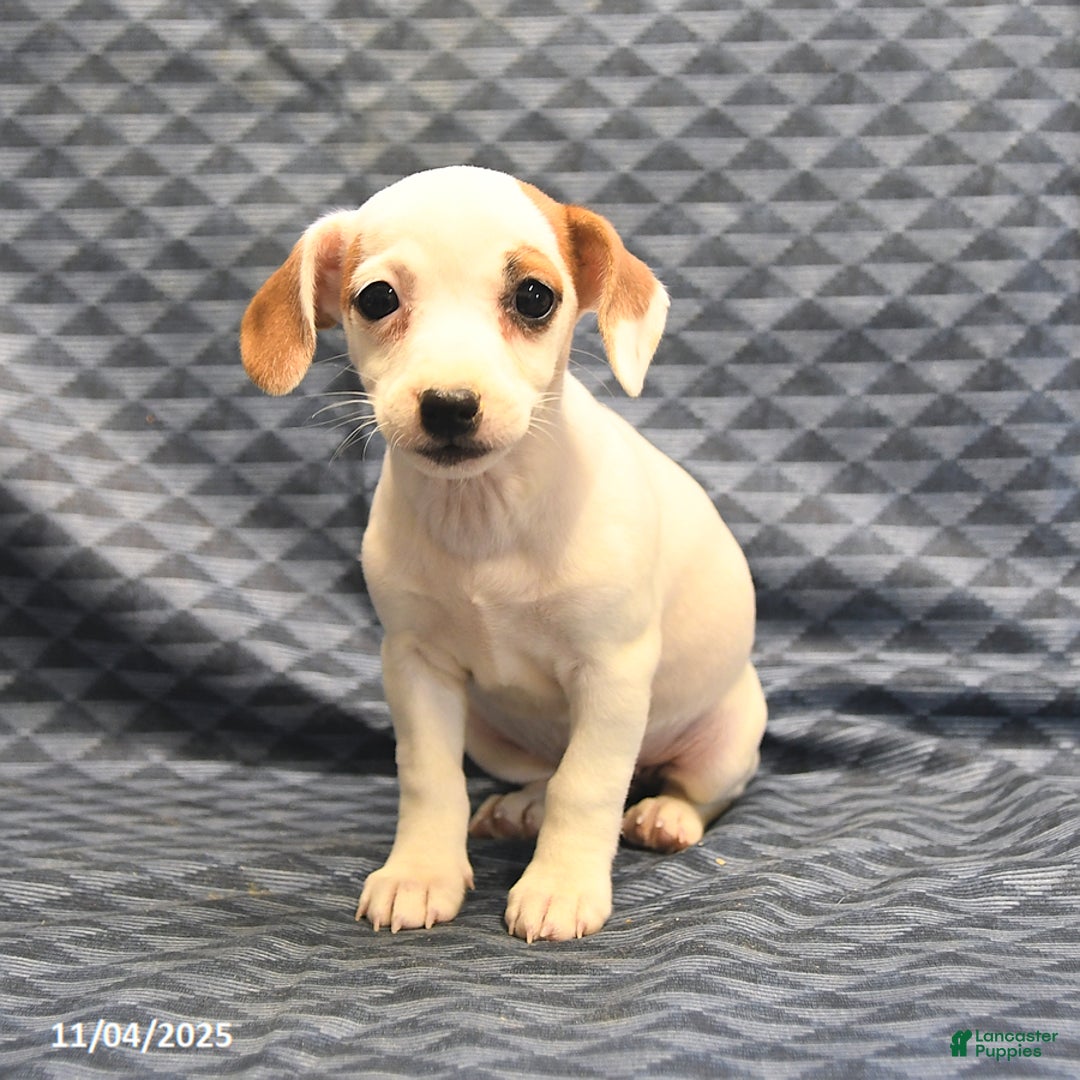 Jack Russell Terrier dogs for sale: Alta - Ad 1