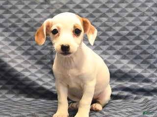 Jack Russell Terrier dogs Alta - Ad 34