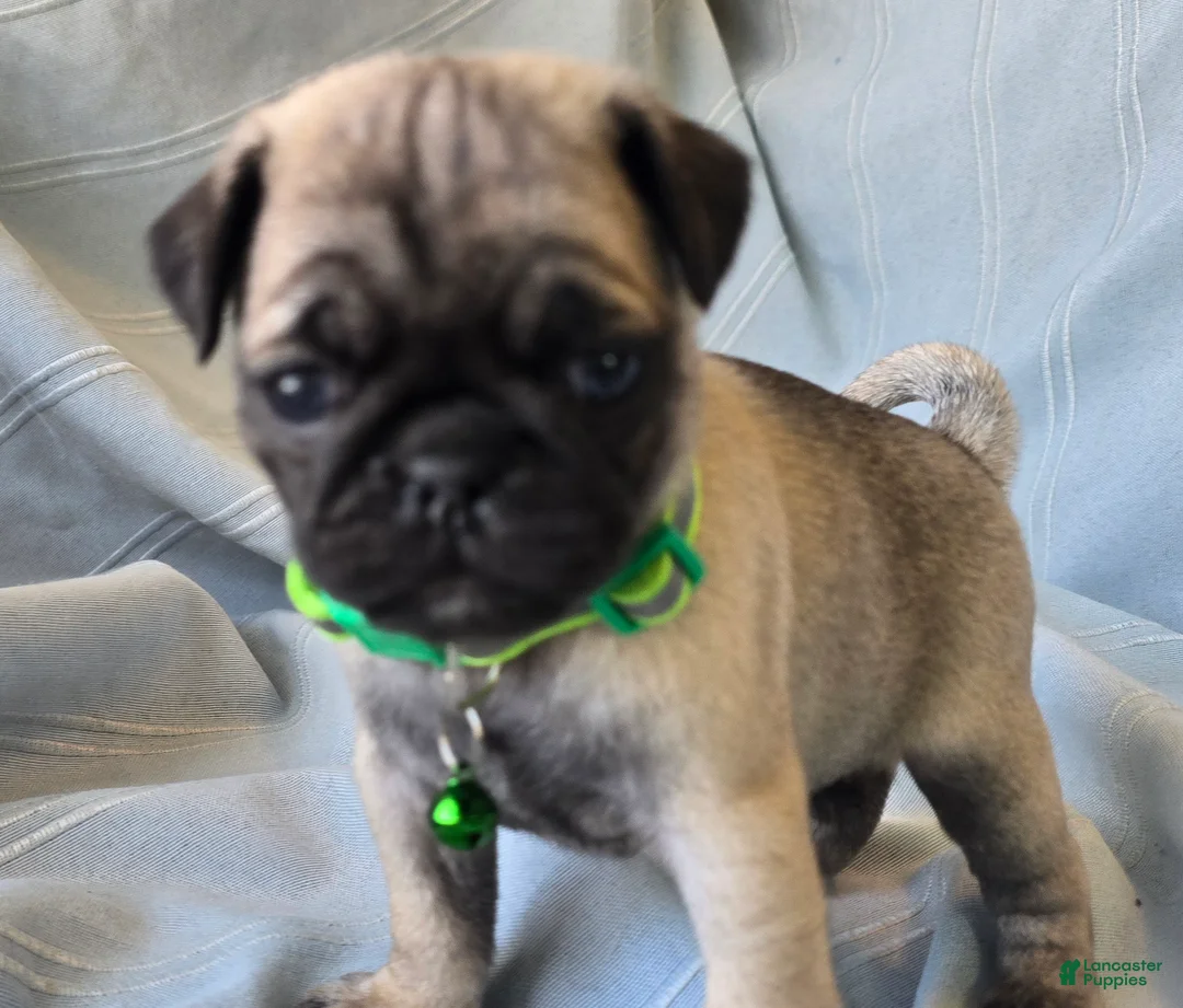 Pug dogs for sale: Bennie - Ad 6