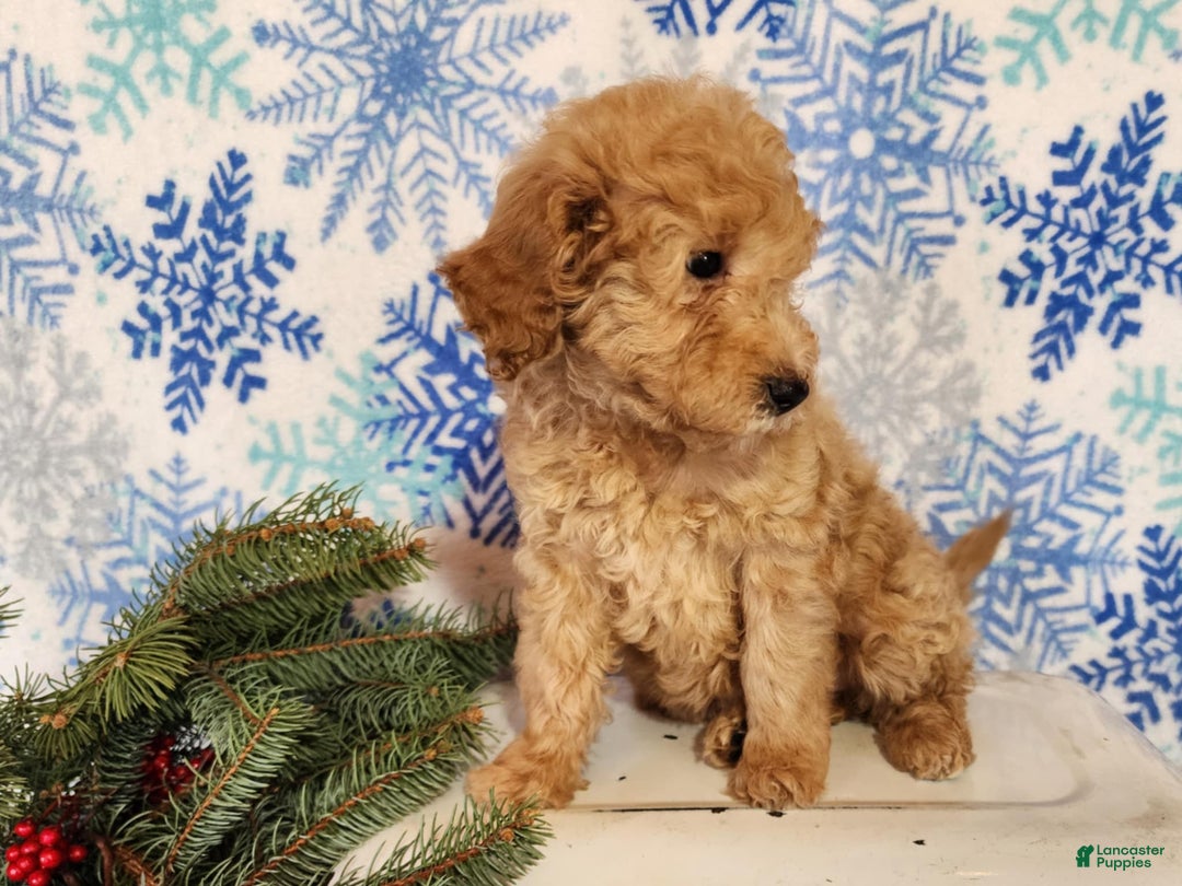 Mini Goldendoodle dogs for sale: Indy - Ad 17