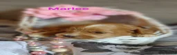 Shihpoo dogs for sale: Shihpoo Puppy 7 Marlee - Ad 6
