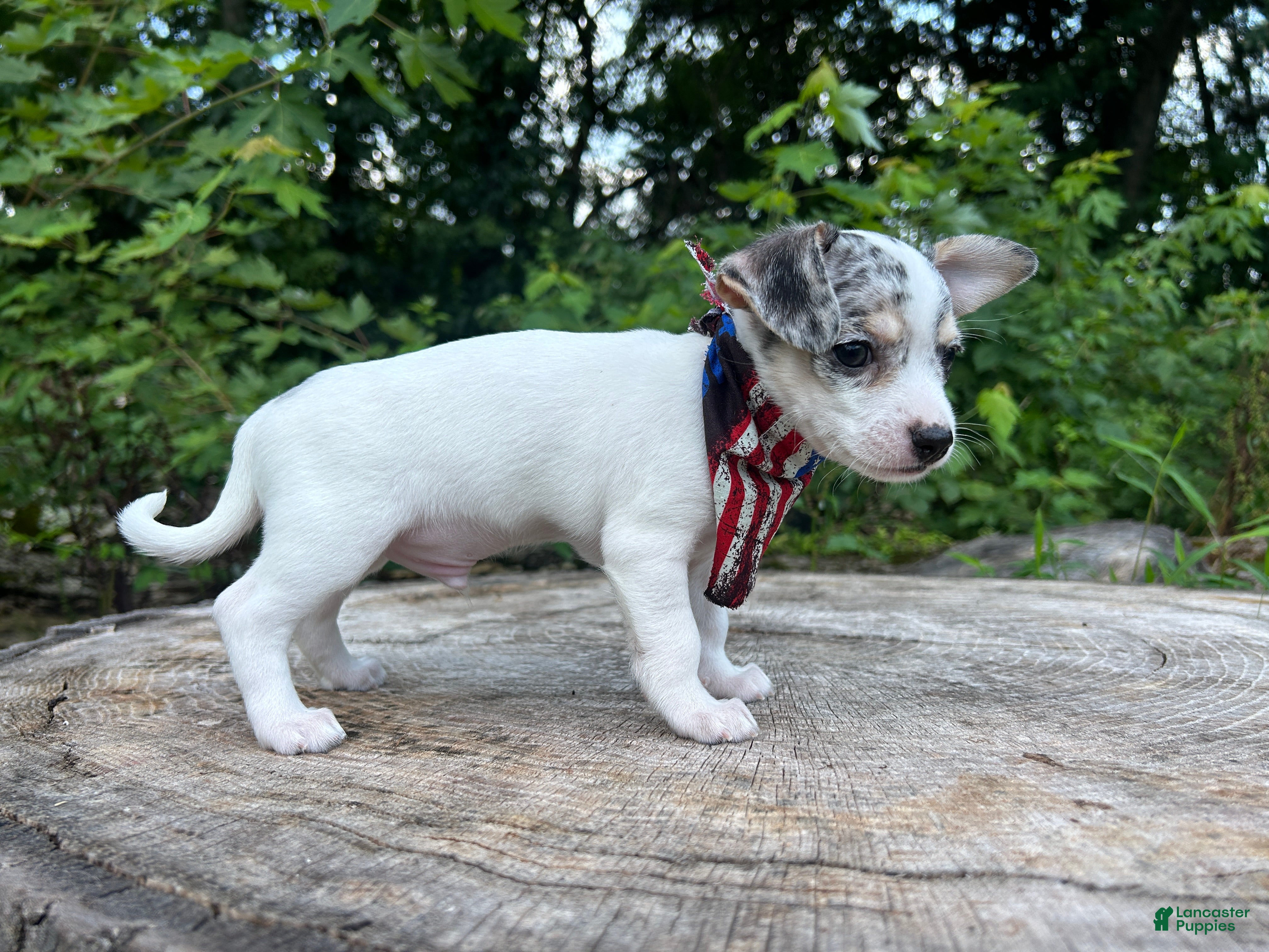 Chihuahua dogs 🐾Bart~Merle Chihuahua - Ad 2