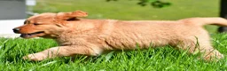 Golden Retriever dogs for sale: Axel - Ad 12