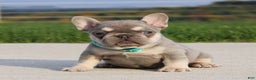 French Bulldog dogs for sale: Arie - Ad 6