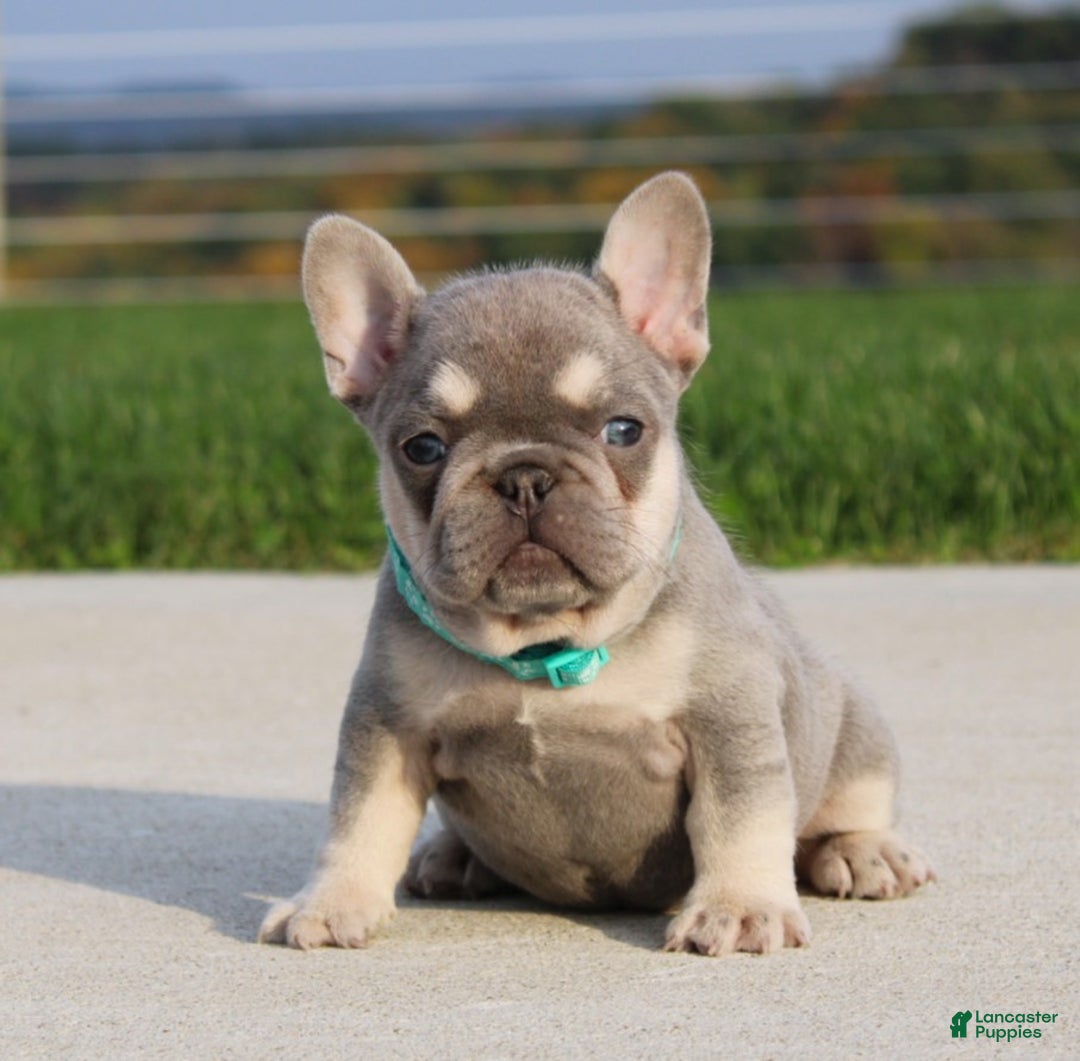 French Bulldog dogs for sale: Arie - Ad 6