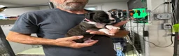 Boxer dogs for sale: Liberty - Ad 9
