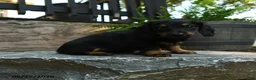 Miniature Dachshund dogs for sale: Cinder - Ad 2