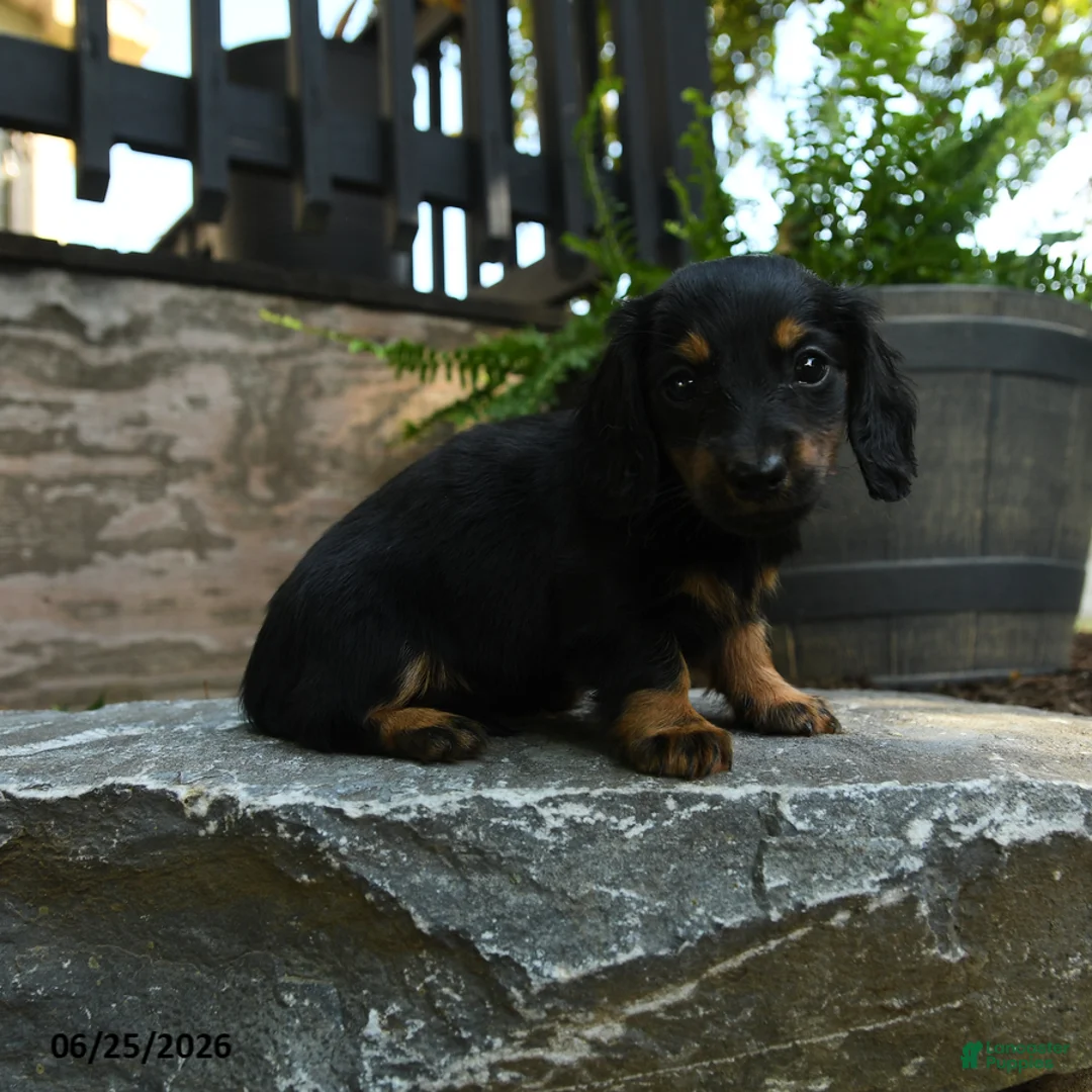 Miniature Dachshund dogs for sale: Cinder - Ad 2