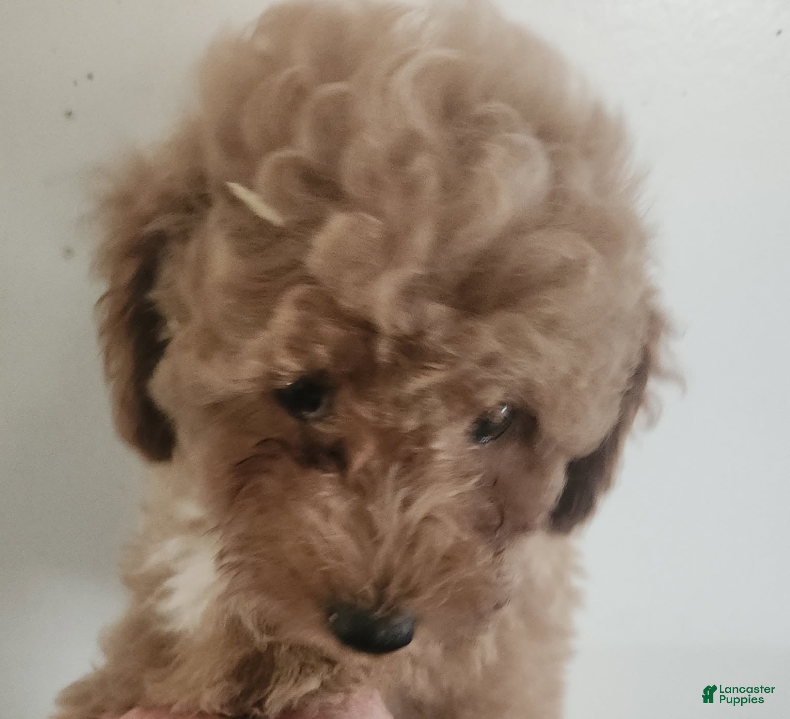 Miniature Poodle dogs Girl - Ad 2