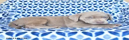 Labrador Retriever dogs for sale: Charlie - Ad 4