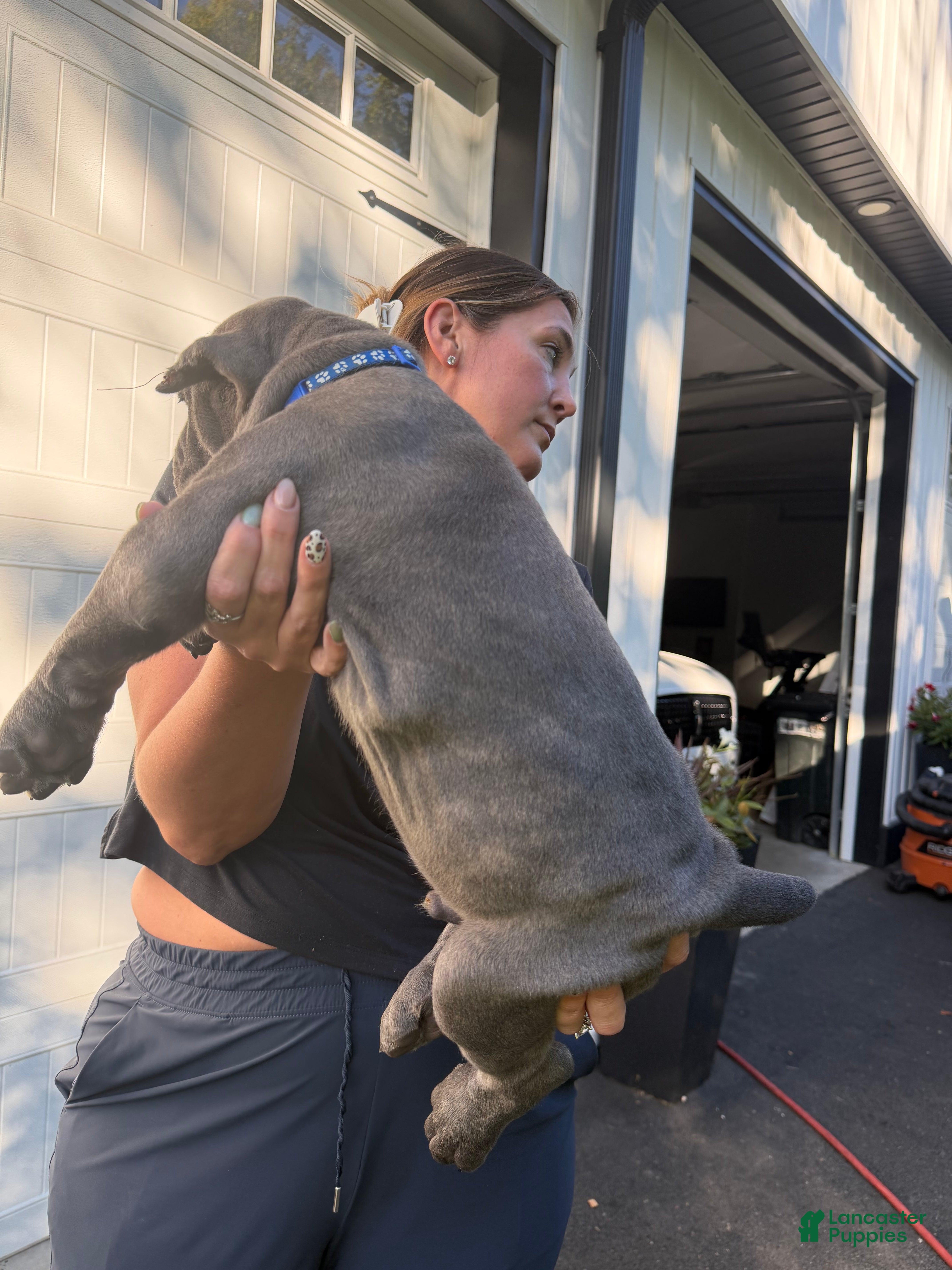 Cane Corso dogs Blue Collar  - Ad 2