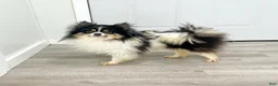 Pomeranian dogs for sale: Bella - Ad 7