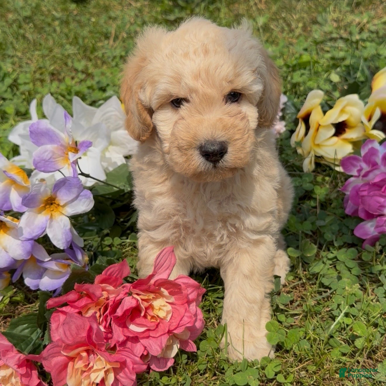 Mini Goldendoodle dogs Cinnamon  - Ad 1