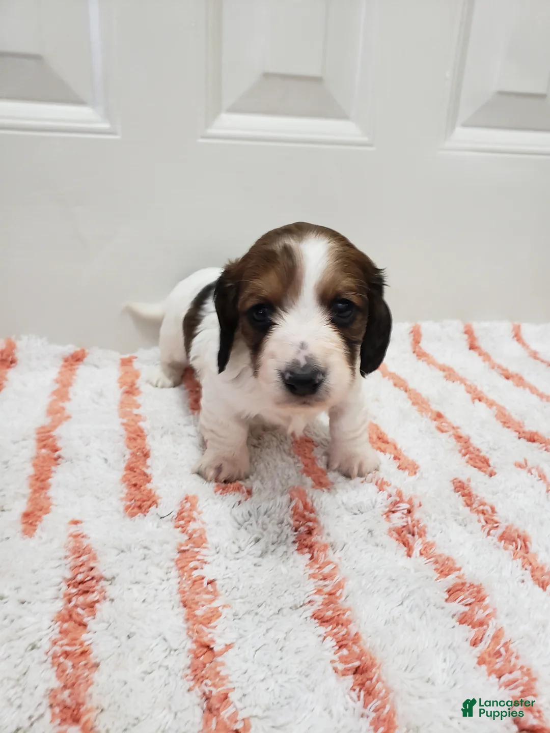 Miniature Dachshund dogs for sale: Rylan - Ad 4