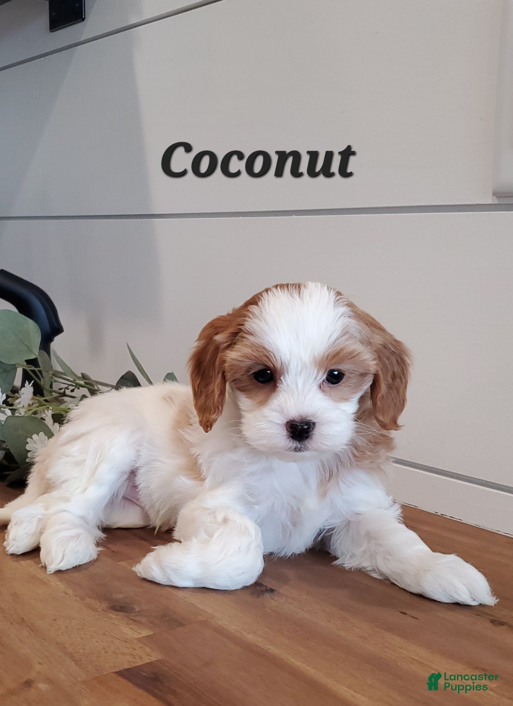 Cavapoo dogs Coconut  - Ad 4