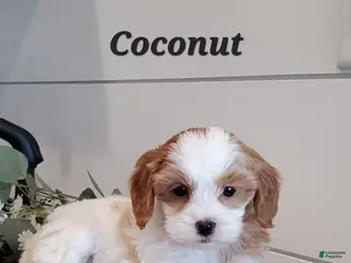 Cavapoo dogs Coconut - Ad 4