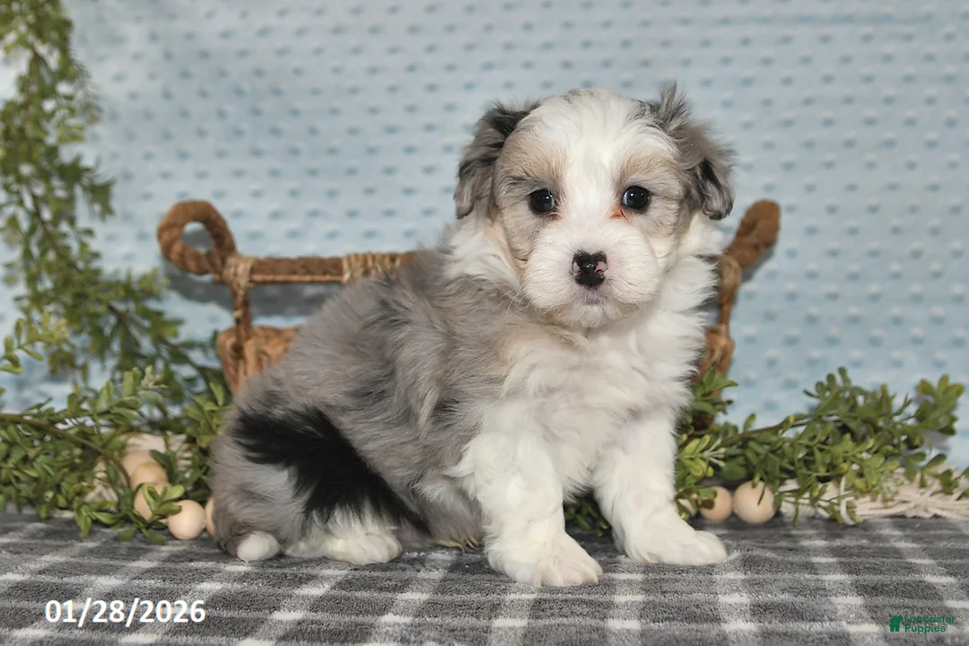 Havapoo dogs for sale: Emerson - Ad 3