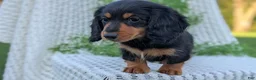 Miniature Dachshund dogs for sale: Riley - Ad 13