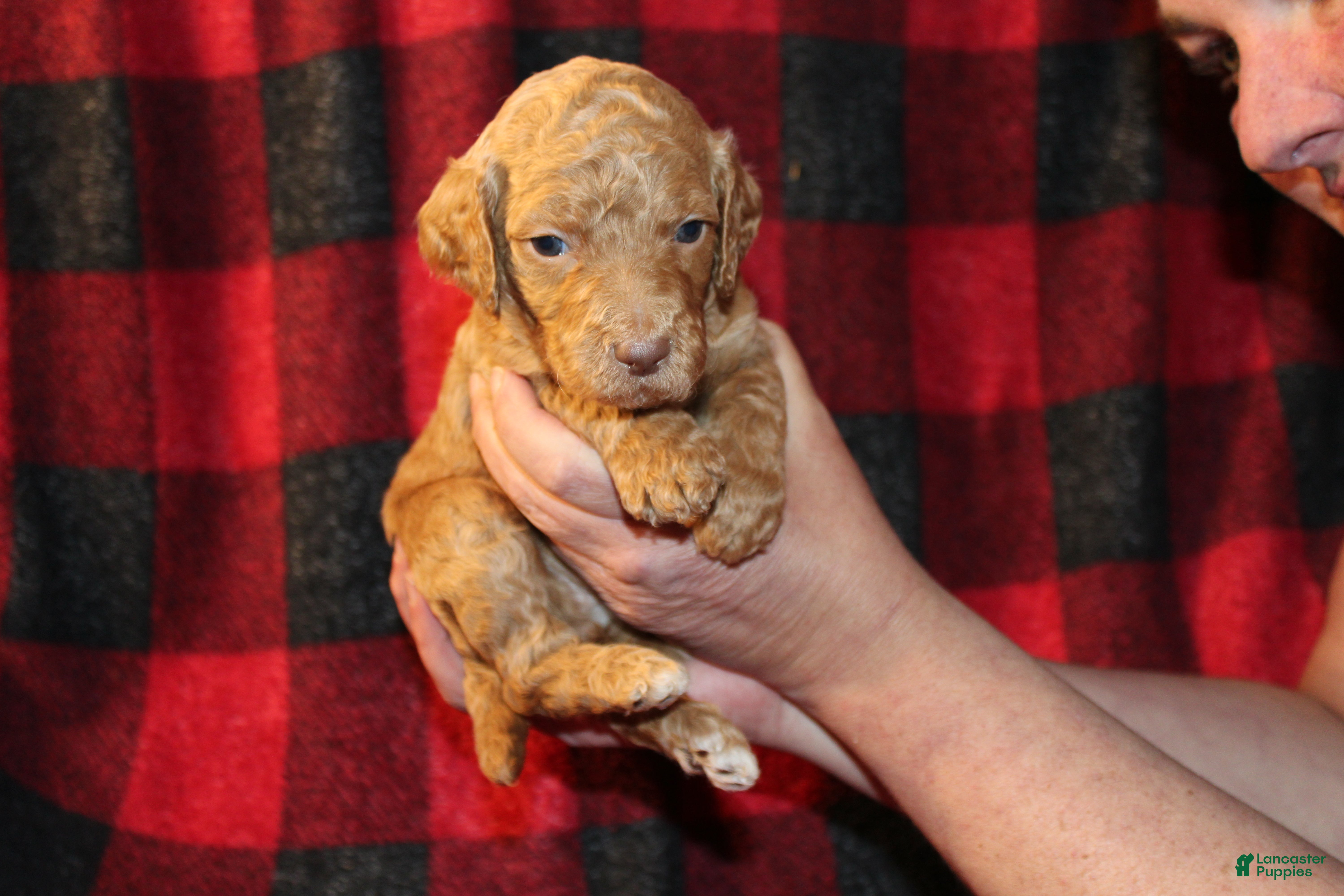 Standard Poodle dogs Standard Poodle Puppy 8 - Ad 41