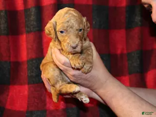 Standard Poodle dogs Standard Poodle Puppy 8 - Ad 41