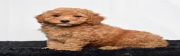 Mini Goldendoodle dogs for sale: River - Ad 5