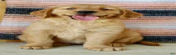 Golden Retriever dogs for sale: Gabbie - Ad 3
