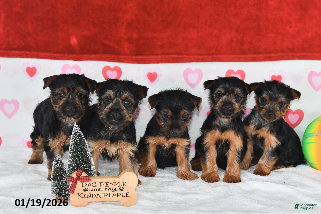 Yorkshire Terrier dogs for sale: Amy - Ad 3