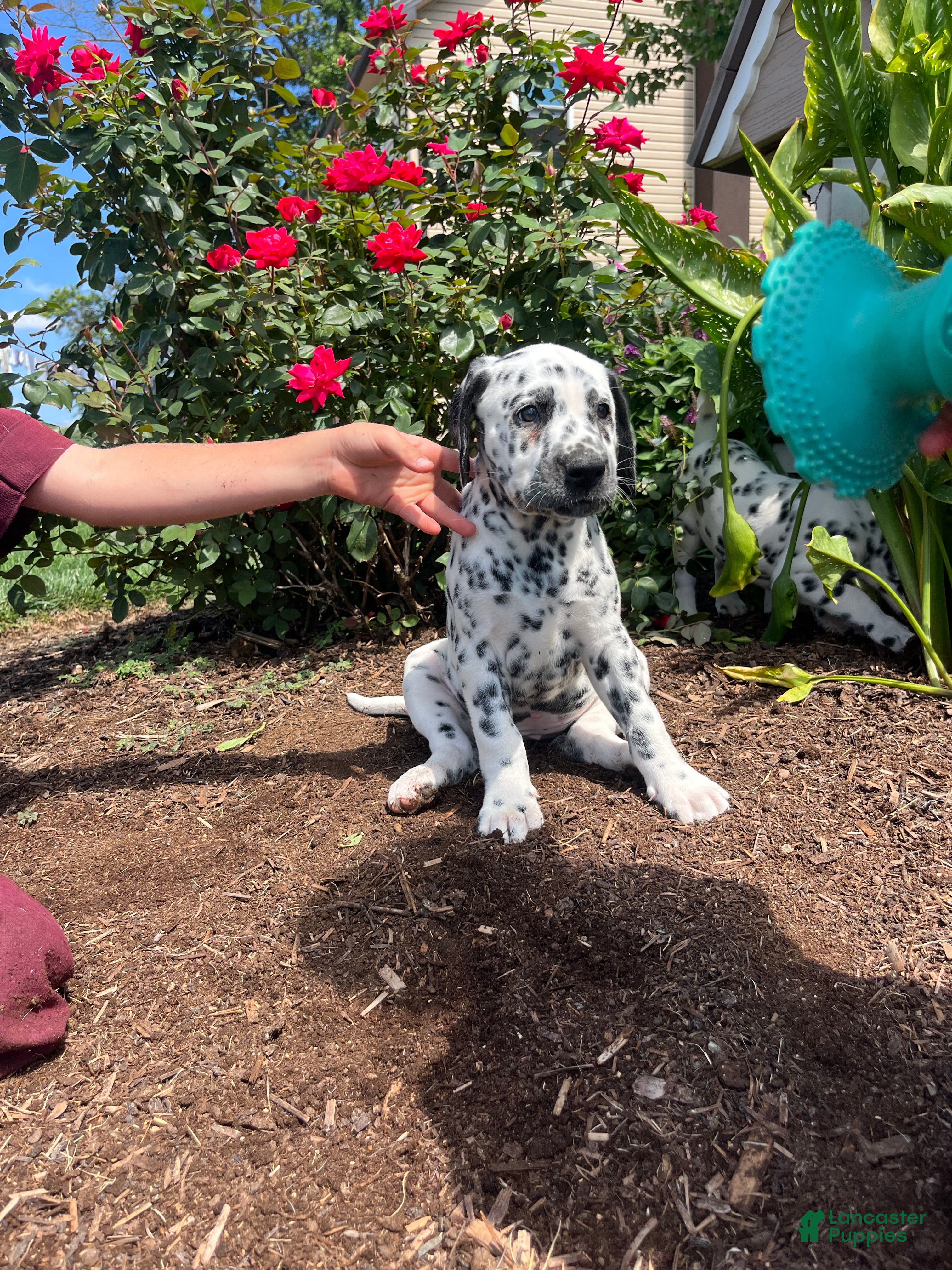 Dalmatian dogs Sienna ❤️AKC Registered🐾Text or call today - Ad 2