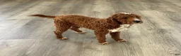 Mini Goldendoodle dogs for sale: Milo - Ad 7
