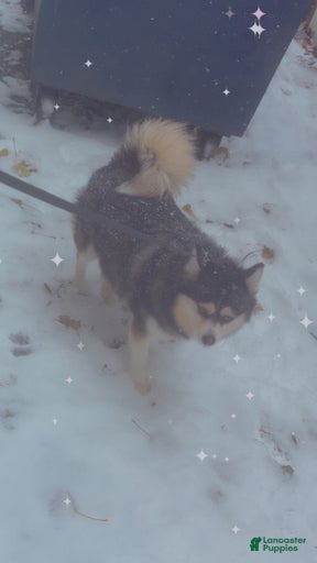 Gallery Image {{count}}