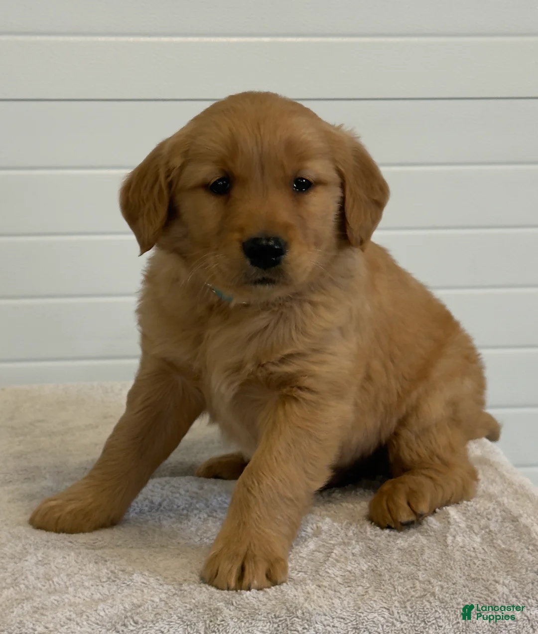 Golden Retriever dogs for sale: Konner - Ad 2